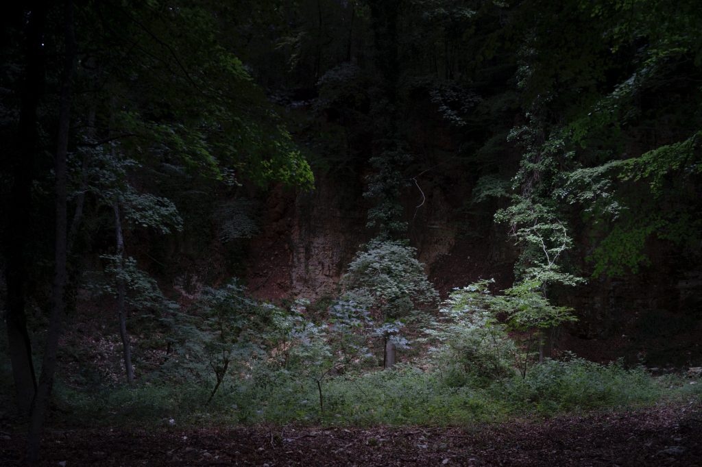 FORESTA — fotografia 1