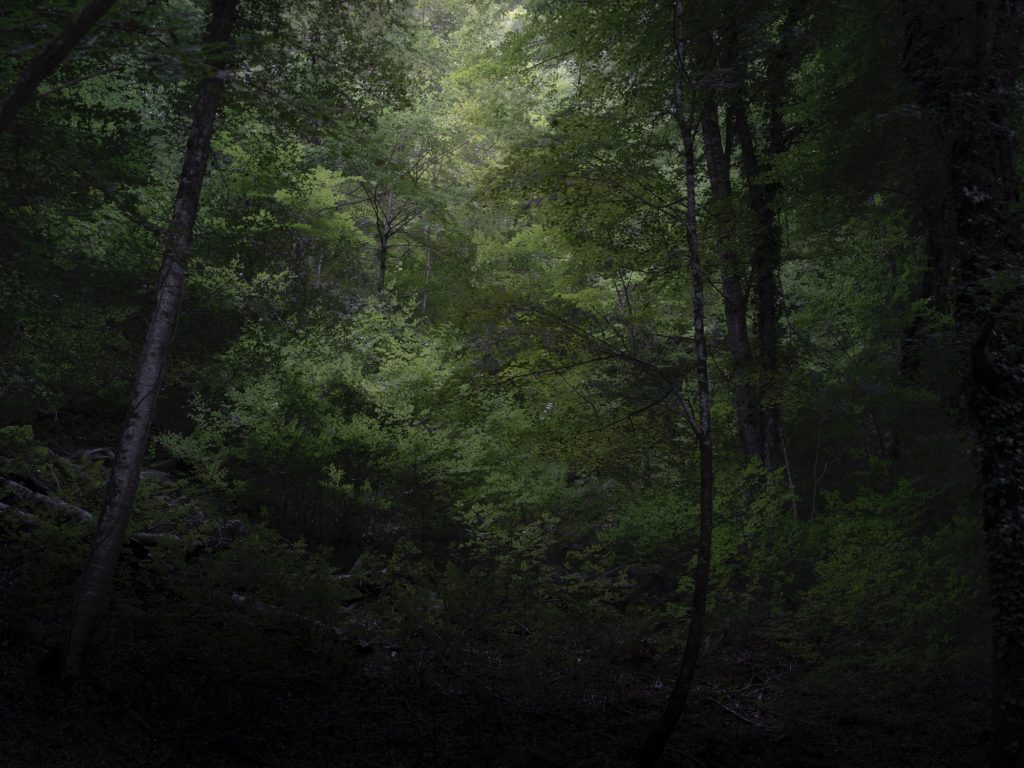 FORESTA — fotografia 3