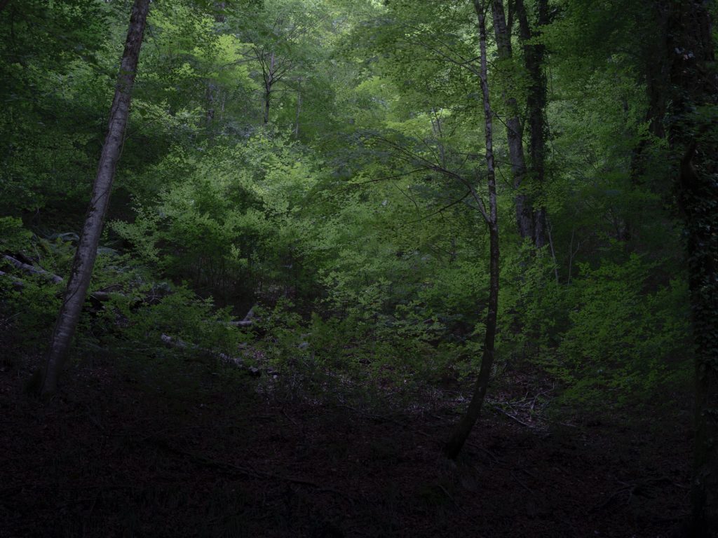 FORESTA — fotografia 4
