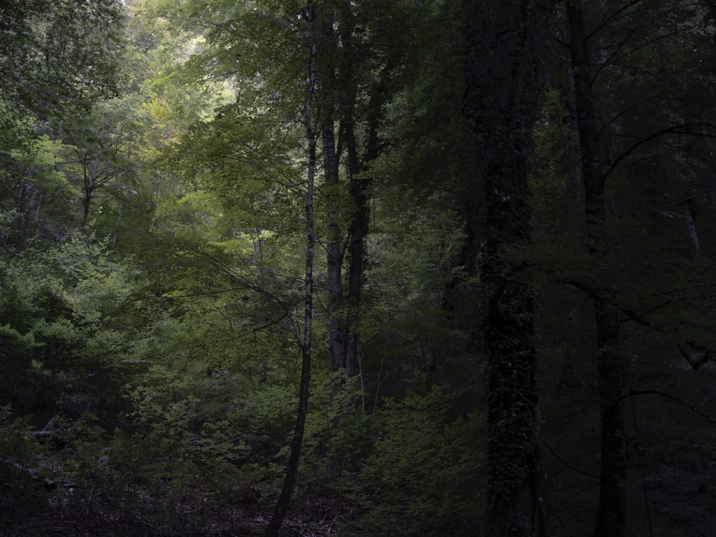 FORESTA — fotografia 5