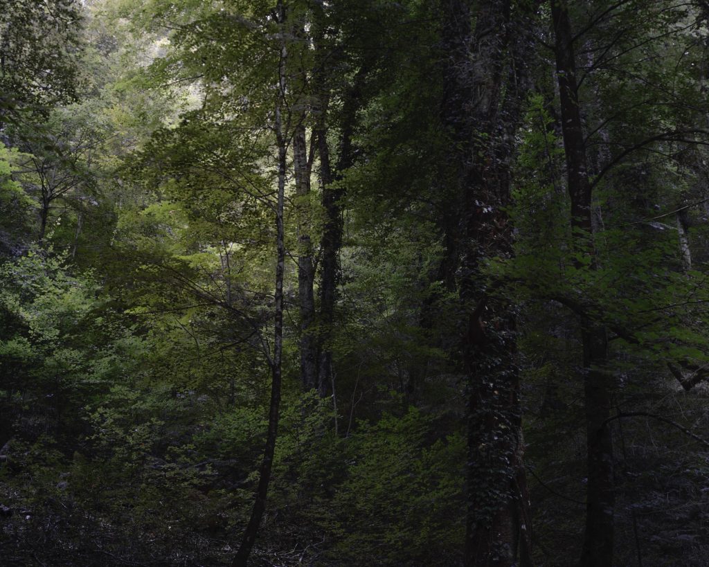 FORESTA — fotografia 6