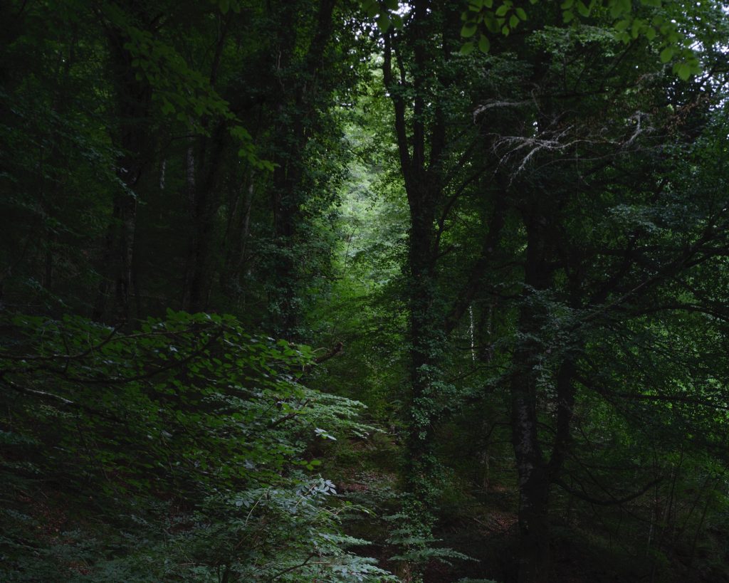 FORESTA — fotografia 7