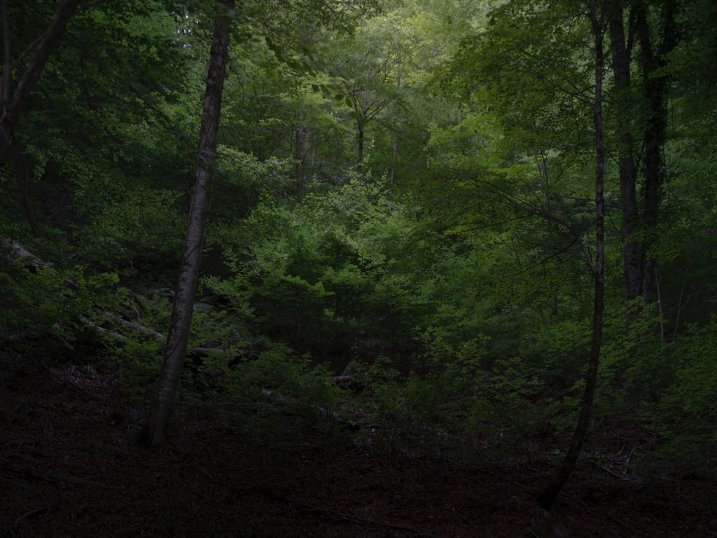 FORESTA — fotografia 8