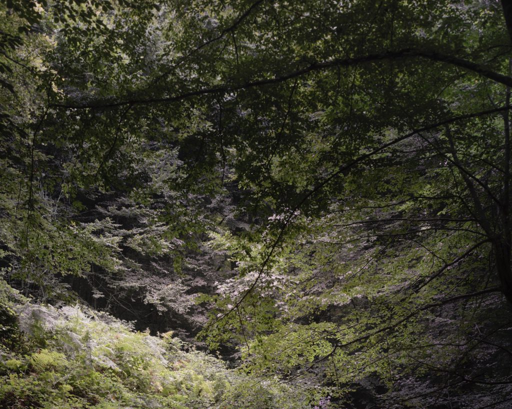 FORESTA — fotografia 9