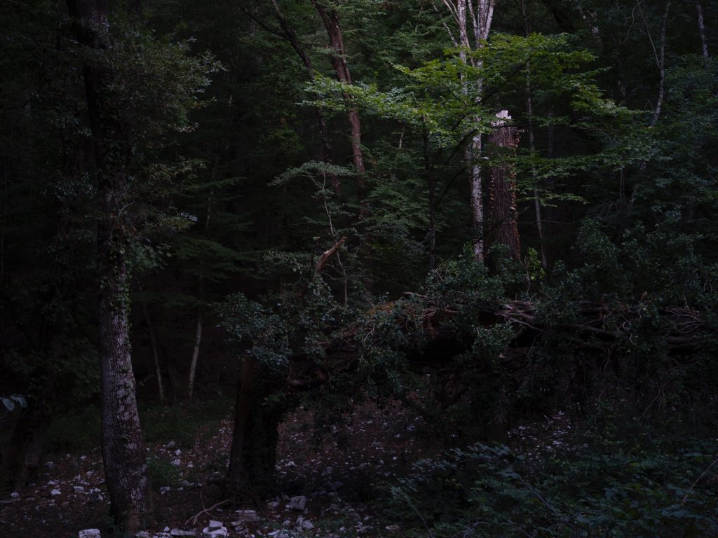 FORESTA — fotografia 10