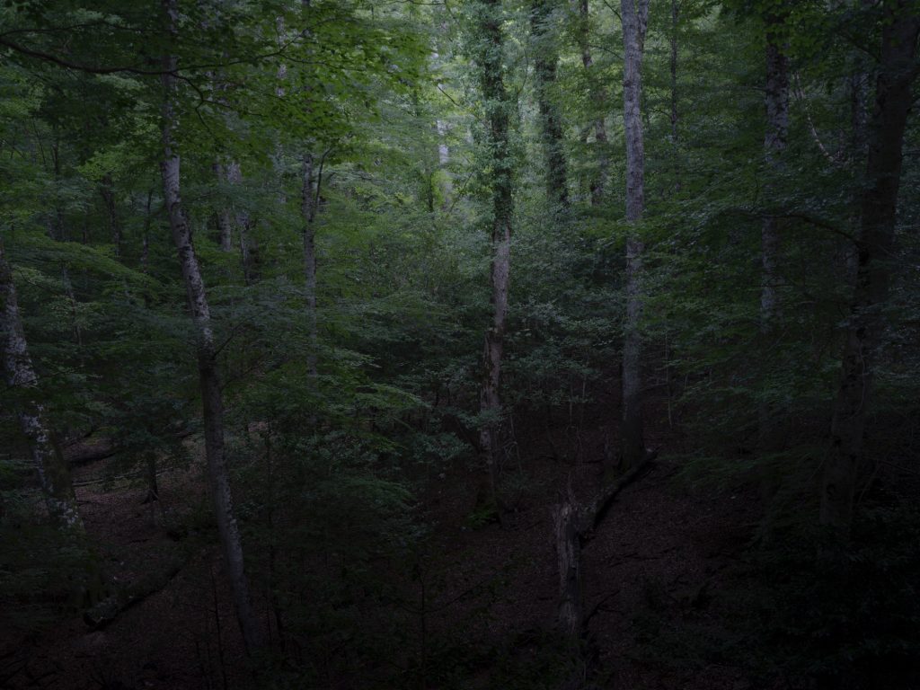 FORESTA — fotografia 11