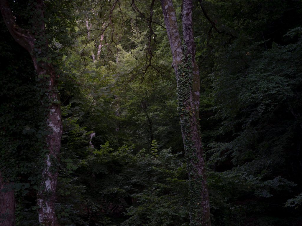 FORESTA — fotografia 12