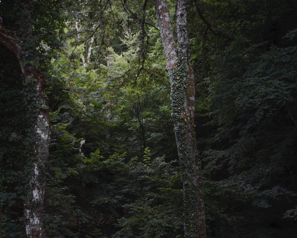 FORESTA — fotografia 13