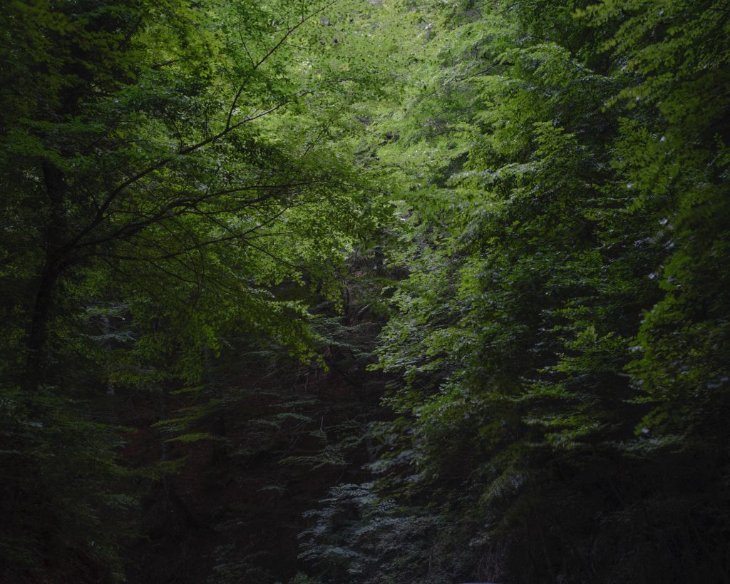 FORESTA — fotografia 14