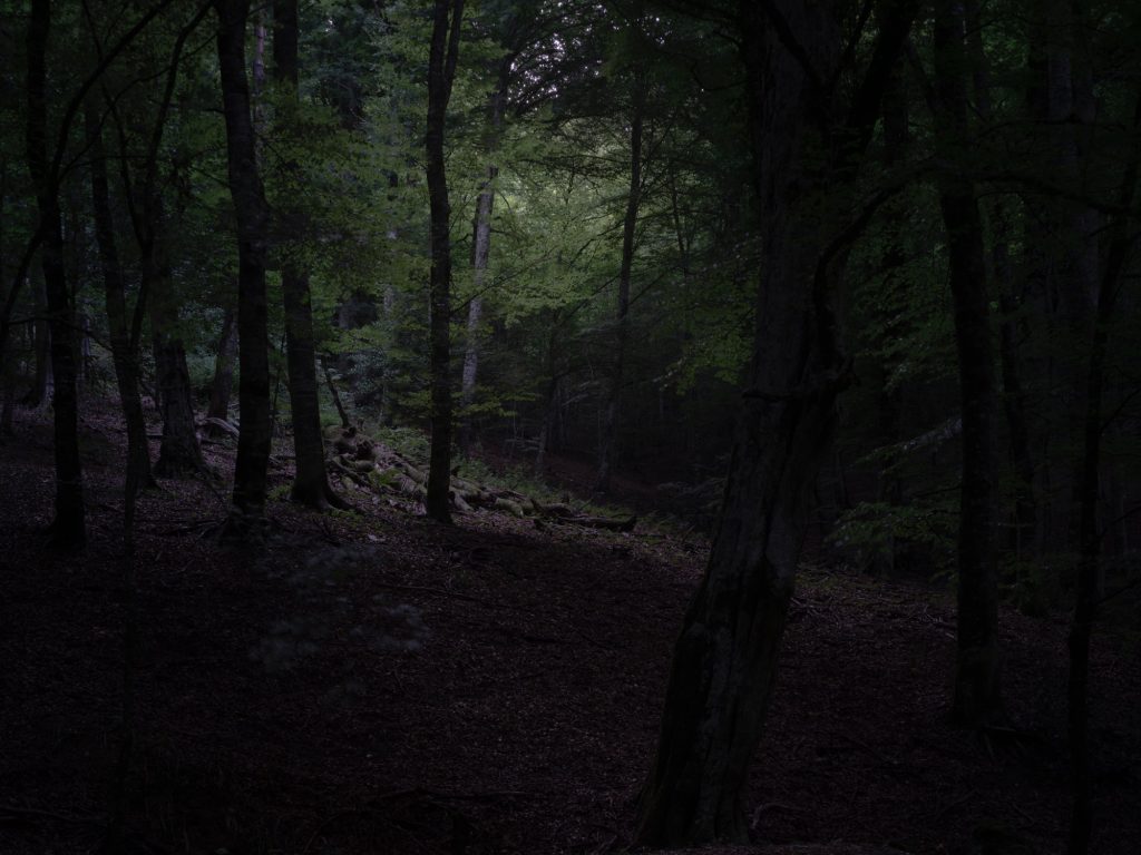 FORESTA — fotografia 15