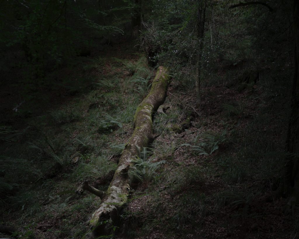 FORESTA — fotografia 16