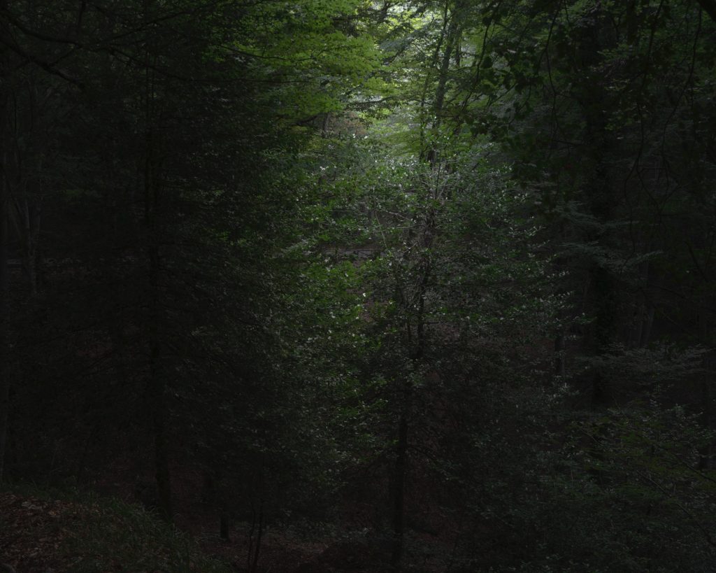 FORESTA — fotografia 17
