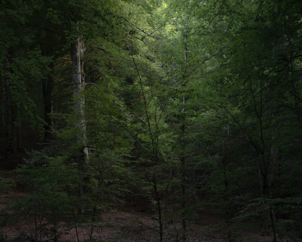 FORESTA — fotografia 18