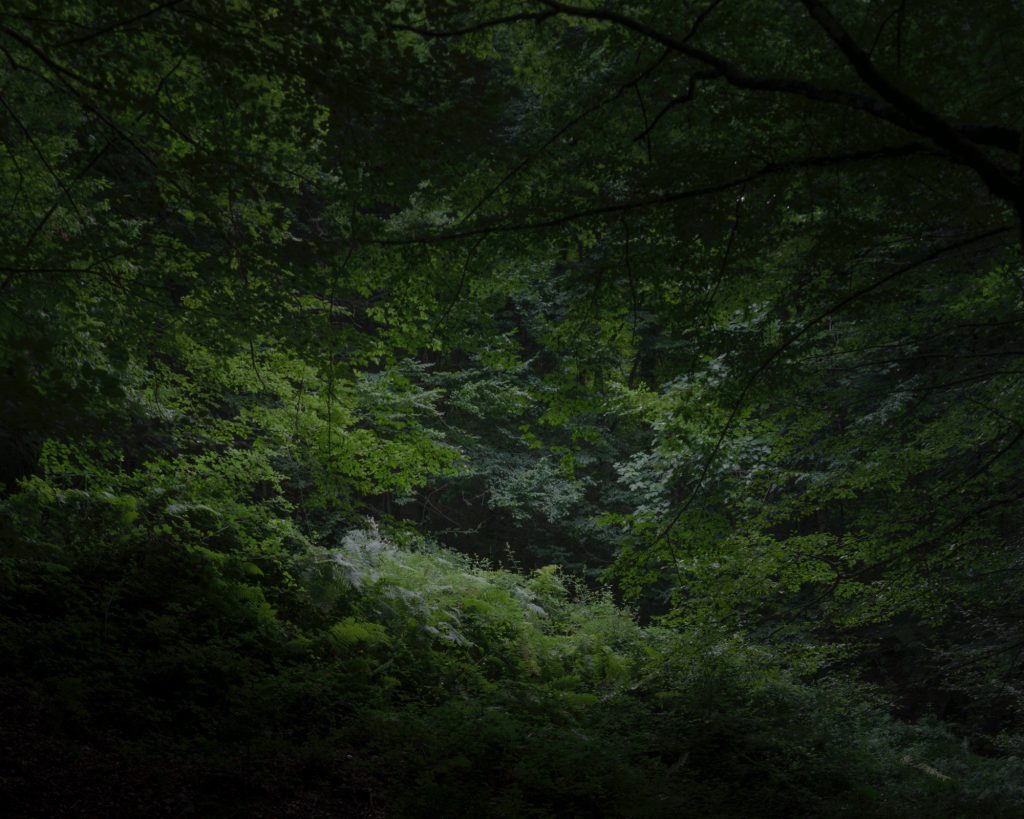 FORESTA — fotografia 19